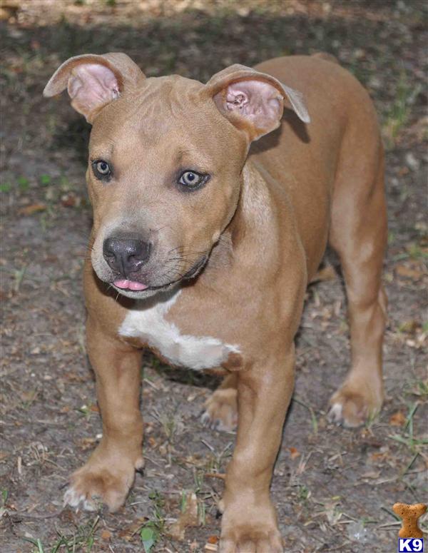 American Pit Bull Puppies in TX